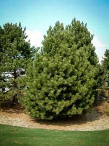 Сосна Чёрная (Pinus Nigra) купить по цене от 270.00р. в интернет-магазине «Посадика» с доставкой почтой в в Бронницые и по всей России – [изображение №1].