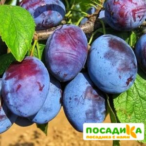 Слива Чачакская ранняя купить по цене от 229.00р. в интернет-магазине «Посадика» с доставкой почтой в в Бронницые и по всей России – [изображение №1].