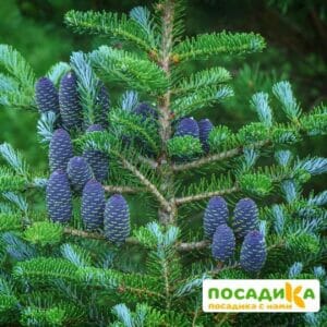 Пихта корейская (Abies koreana) купить по цене от 450.00р. в интернет-магазине «Посадика» с доставкой почтой в в Бронницые и по всей России – [изображение №1].