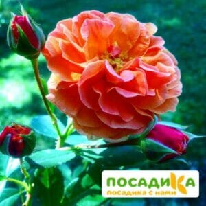 Роза Арабия купить по цене от 350.00р. в интернет-магазине «Посадика» с доставкой почтой в в Бронницые и по всей России – [изображение №1].