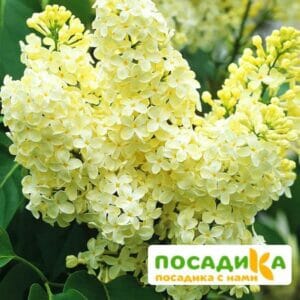 Сирень Примроуз (Primrose) купить по цене от 529.00р. в интернет-магазине «Посадика» с доставкой почтой в в Бронницые и по всей России – [изображение №1].