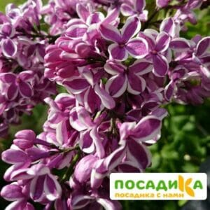 Сирень Сенсация купить по цене от 529.00р. в интернет-магазине «Посадика» с доставкой почтой в в Бронницые и по всей России – [изображение №1].