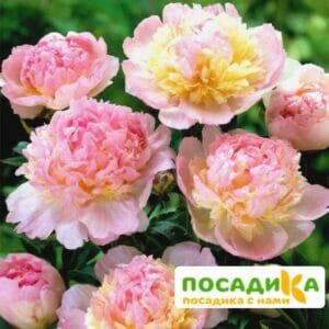 Пион Распберри Сандей (Paeonia Raspberry Sundae) купить по цене от 959р. в интернет-магазине «Посадика» с доставкой почтой в в Бронницые и по всей России – [изображение №1].