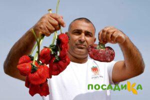 Клубника Гигант Джорнея купить по цене от 266р. в интернет-магазине «Посадика» с доставкой почтой в в Бронницые и по всей России – [изображение №1].