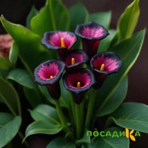 Калла Аура Лейс купить по цене от 400р. в интернет-магазине «Посадика» с доставкой почтой в в Бронницые и по всей России – [изображение №1].