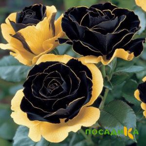Роза Ханни Сикл купить по цене от 700р. в интернет-магазине «Посадика» с доставкой почтой в в Бронницые и по всей России – [изображение №1].