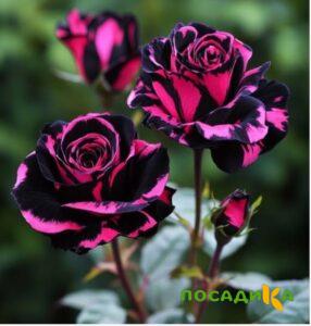 Роза Багровый Шепот купить по цене от 366р. в интернет-магазине «Посадика» с доставкой почтой в в Бронницые и по всей России – [изображение №1].
