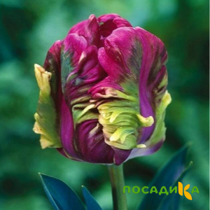 Тюльпан Экзотик Хэвен купить по цене от 186р. в интернет-магазине «Посадика» с доставкой почтой в в Бронницые и по всей России – [изображение №1].