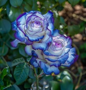 Роза Пэтолз Хоуп купить по цене от 333р. в интернет-магазине «Посадика» с доставкой почтой в в Бронницые и по всей России – [изображение №1].