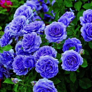 Роза Блю Мун купить по цене от 450р. в интернет-магазине «Посадика» с доставкой почтой в в Бронницые и по всей России – [изображение №1].