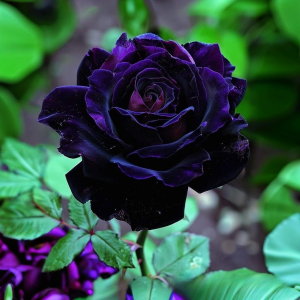Роза Блэк Пантер купить по цене от 319р. в интернет-магазине «Посадика» с доставкой почтой в в Бронницые и по всей России – [изображение №1].