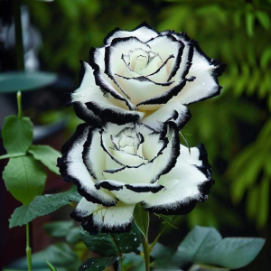 Роза Силк Ивин купить по цене от 319р. в интернет-магазине «Посадика» с доставкой почтой в в Бронницые и по всей России – [изображение №1].