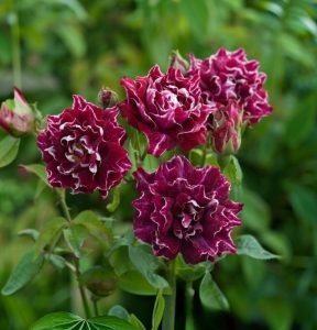 Роза Опаловый Пейзаж купить по цене от 490р. в интернет-магазине «Посадика» с доставкой почтой в в Бронницые и по всей России – [изображение №1].