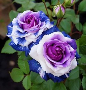 Роза Айвори Каскад купить по цене от 420р. в интернет-магазине «Посадика» с доставкой почтой в в Бронницые и по всей России – [изображение №1].