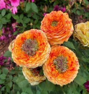 Роза Золотой Мираж купить по цене от 420р. в интернет-магазине «Посадика» с доставкой почтой в в Бронницые и по всей России – [изображение №1].